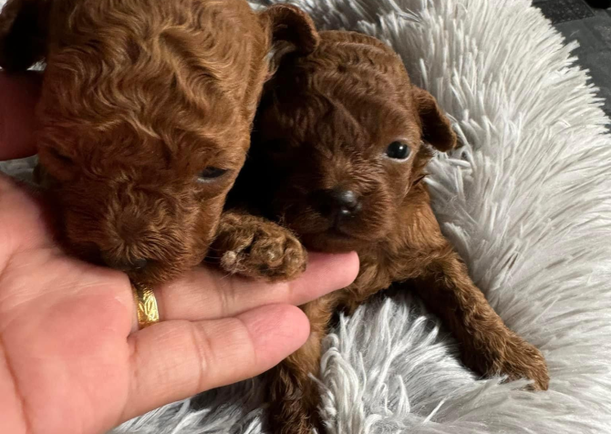 Toy Poodle Kore Kanı Özel Yavrularımız